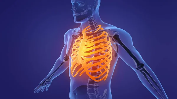 Ανθρώπινος Σκελετός Ανατομία Θώρακα — Φωτογραφία Αρχείου