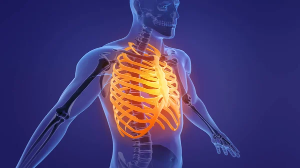 Human skeleton rib cage anatomy