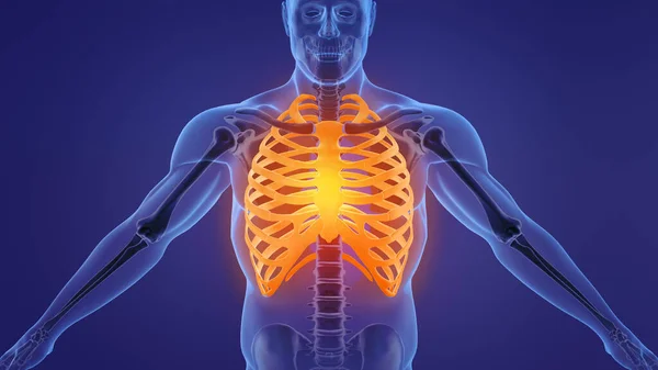 Human skeleton rib cage anatomy