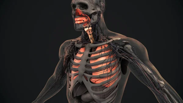 Людська Респіраторна Система Лікує Анатомію — стокове фото
