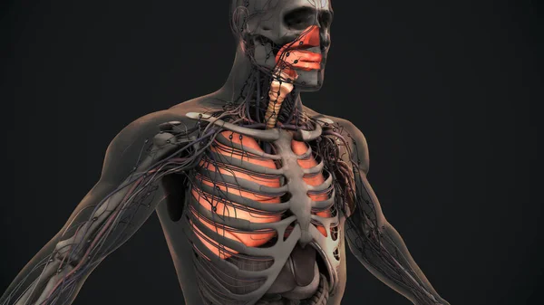 Anatomie Pulmonaire Système Respiratoire Humain — Photo