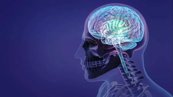 人类神经系统和大脑 — 图库照片