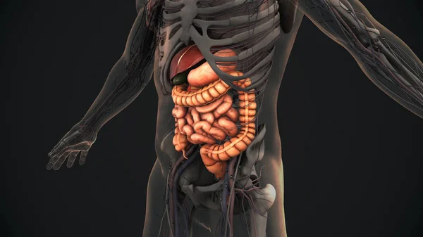 Anatomia Układu Pokarmowego Człowieka — Zdjęcie stockowe