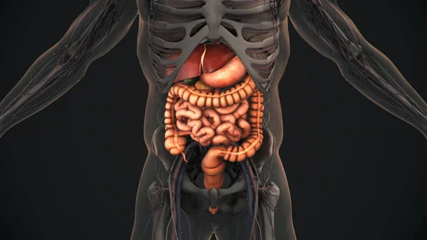 Mänskliga Matsmältningssystemet Anatomi — Stockfoto