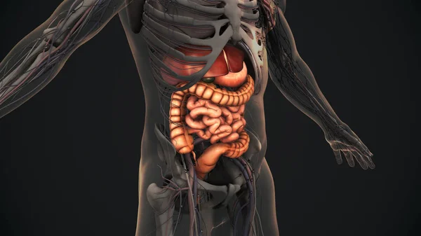 Menselijke Spijsvertering Anatomie — Stockfoto