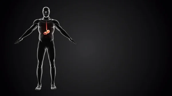 Menschlicher Körper Mit Magenanatomie — Stockfoto