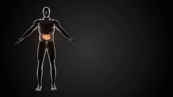 Menschlicher Körper Mit Dünndarm — Stockfoto