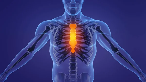 Göğüs Kemiği Kaburgaları Gösteren Insan Anatomisi — Stok fotoğraf