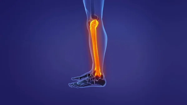 Nsan Bacağının Anatomisi — Stok fotoğraf