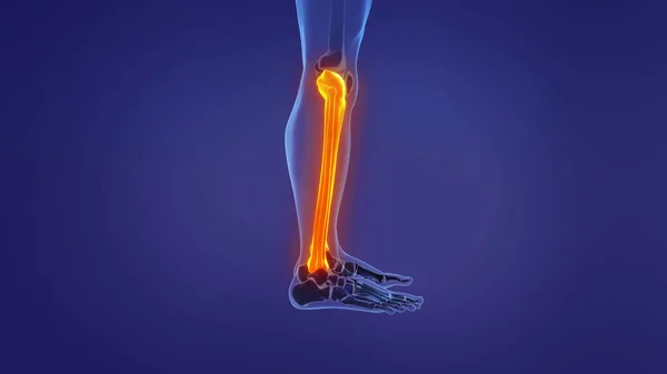 Анатомия Человеческой Ноги — стоковое фото