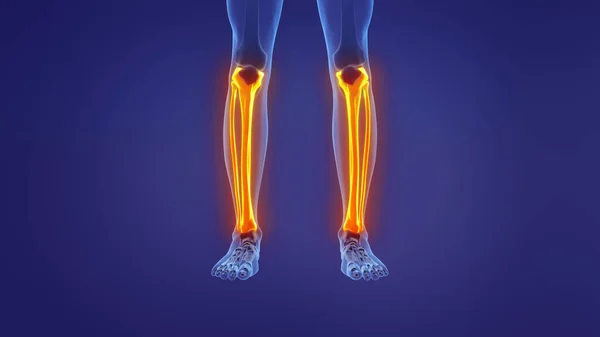 Anatomy of the human leg