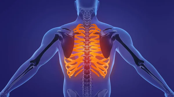 Anatomie Des Brustkorbs Des Menschen — Stockfoto