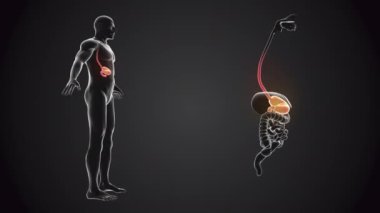 Mide anatomisi olan insan vücudu.