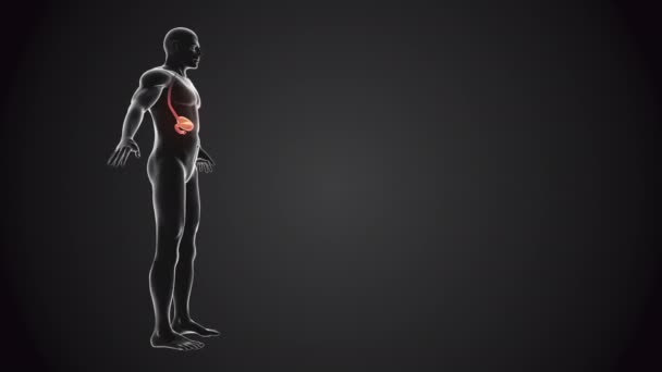 Lidské Tělo Smyčkou Žaludeční Anatomie — Stock video