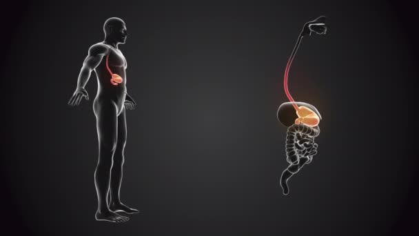 Cuerpo Humano Con Anatomía Del Estómago — Vídeo de stock
