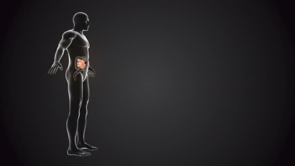 小腸ループ性の人体 — ストック動画