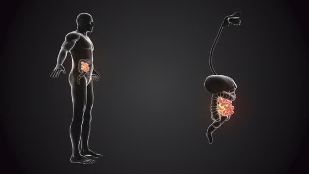 小肠的人体 — 图库视频影像