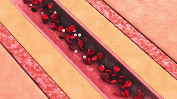 Vasos Sanguíneos Humanos Sección Con Glóbulos Rojos Blancos — Vídeos de Stock