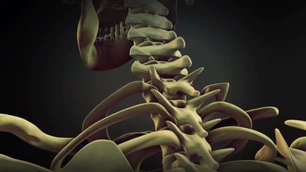 Coluna Vertebral Corpo Humano — Vídeo de Stock
