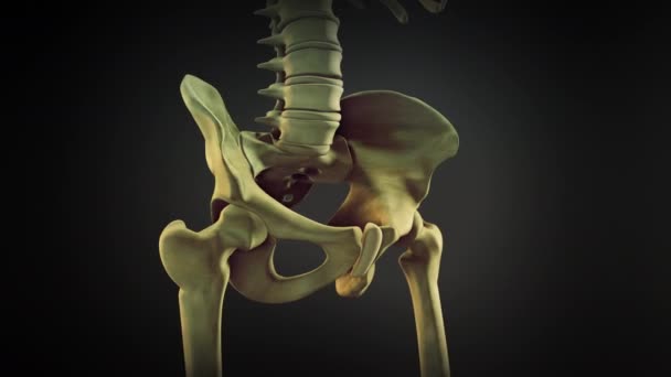 Csípőcsont Vagy Coxalis Csont — Stock videók