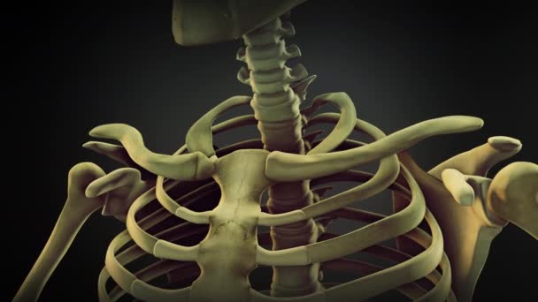 人体骨骼的肩骨解剖 — 图库视频影像