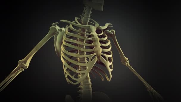 Gabbia Toracica Articolazioni Ossee Anatomia — Video Stock