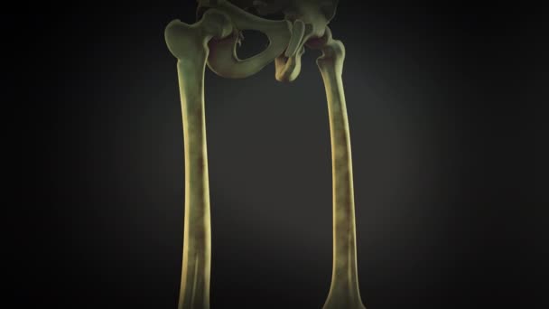 Bekken Benen Skelet Van Het Menselijk Lichaam — Stockvideo