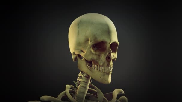 Crâne Humain Anatomie Animation Fond Boucle — Video