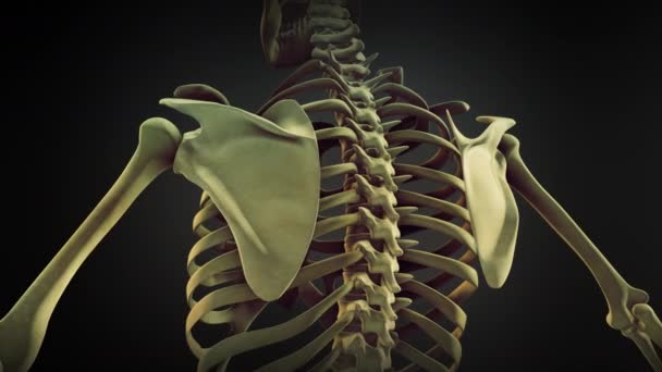 Esqueleto Humano Escápula Anatomía Ósea — Vídeo de stock