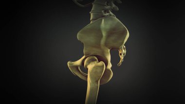 Kalça kemiği ya da kalça kemiği.