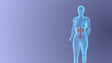 Kadın idrar sistemi tıbbi konseptinin anatomisi