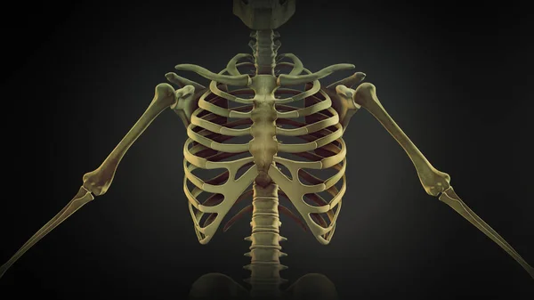 リブケージ骨関節解剖学 — ストック写真