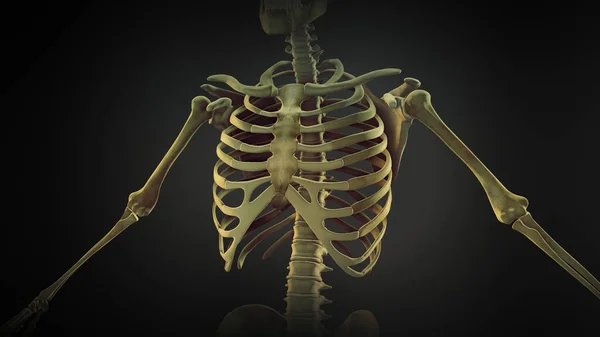 Klatka Piersiowa Stawy Kostne Anatomia — Zdjęcie stockowe