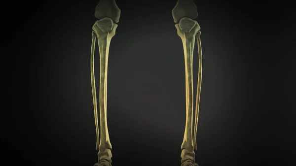 人間の体の骨盤と足の骨格 — ストック写真