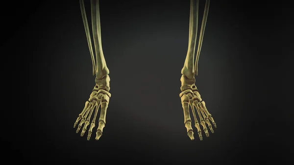 Kostra Pánve Nohou Lidského Těla — Stock fotografie