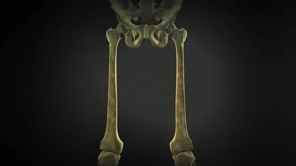 Pelvis Piernas Esqueleto Del Cuerpo Humano —  Fotos de Stock