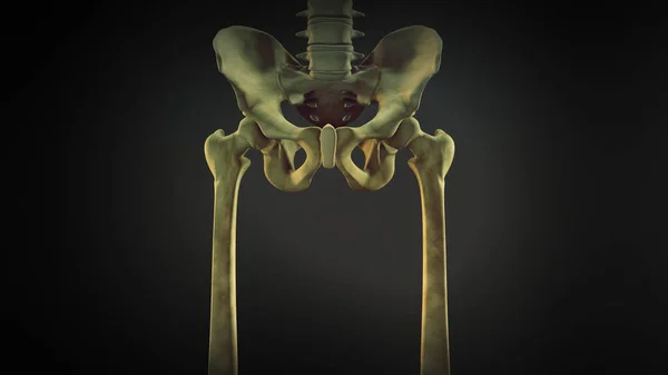 Becken Und Beine Skelett Des Menschlichen Körpers — Stockfoto