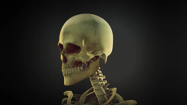 Nsan Kafatası Anatomisi Canlandırma Arkaplanı — Stok fotoğraf