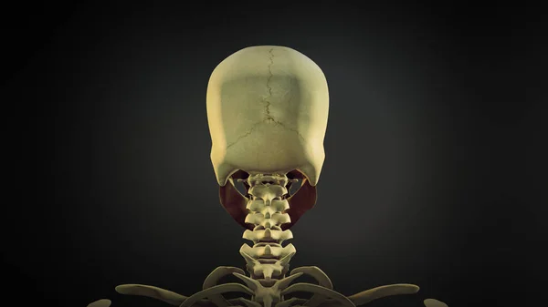 Mänsklig Skalle Anatomi Animation Bakgrund — Stockfoto