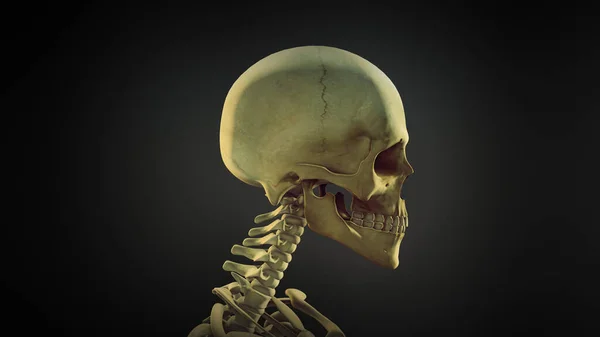 Fondo Animación Anatomía Del Cráneo Humano — Foto de Stock