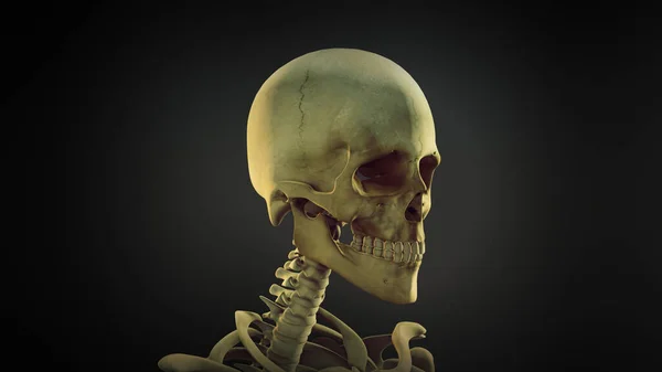 Fondo Animación Anatomía Del Cráneo Humano — Foto de Stock