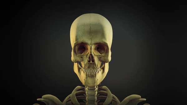 Menselijke Schedel Anatomie Animatie Achtergrond — Stockfoto