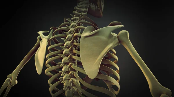 Emberi Csontváz Scapula Bone Anatómia — Stock Fotó