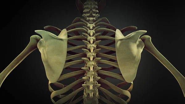 Ανθρώπινος Σκελετός Ανατομία Οστών Ωμοπλάτης — Φωτογραφία Αρχείου