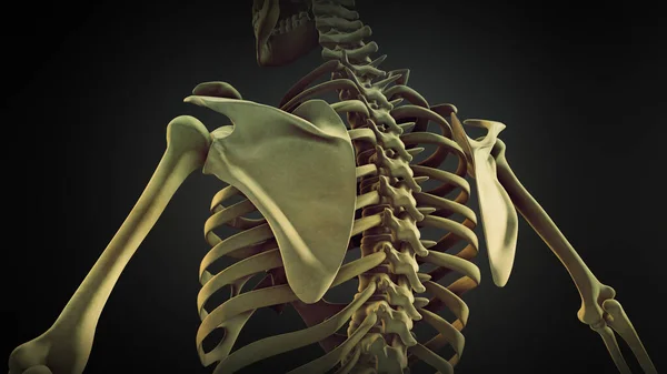 人体骨骼Scapula骨解剖 — 图库照片