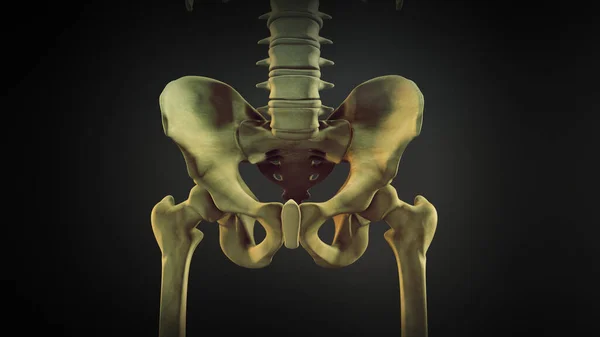 腰骨または牛骨 — ストック写真