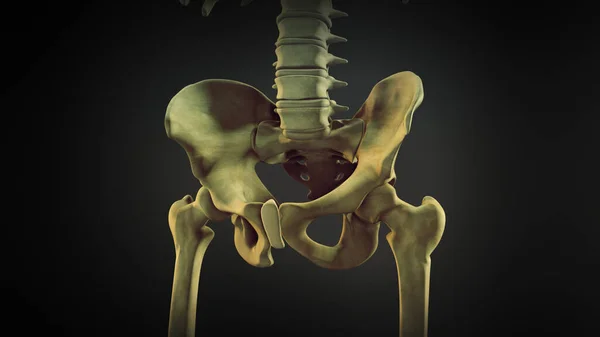 Hip Bone Coxal Bone — Stock Photo, Image