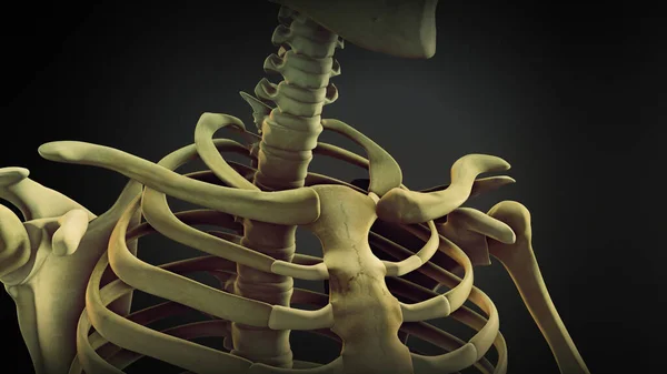 Shoulder bone anatomy of human skeleton