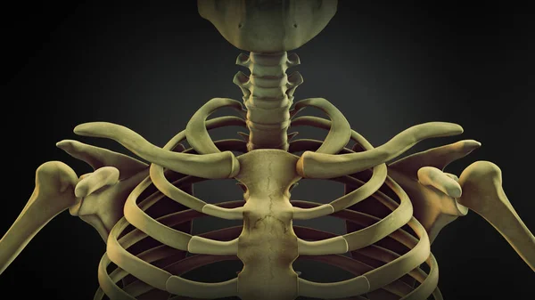人間の骨格の肩骨解剖学 — ストック写真