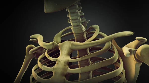 Anatomia Óssea Ombro Esqueleto Humano — Fotografia de Stock